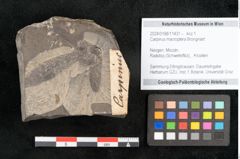 Foto (Objekt + Etikett) von Carpinus macroptera Brongniart (NHMW-GEO-2024-0188-11431)